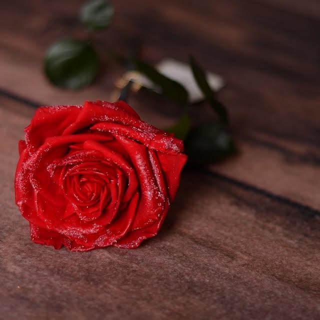 Luxury Rose